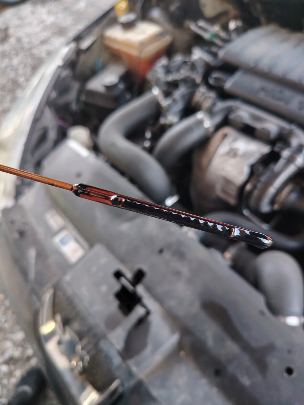 Zamena motornog ulja Shell i filtera MANN, Filtron — auto servis PAJA